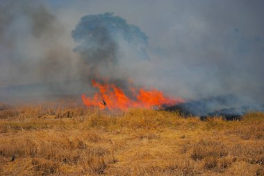 Tropikal Güneydoğu Asya'da. Kuru sezon çiftçilerin pirinç anız yakmak ve pirinç tarlaları saman. Yabani otlar ve zararlıları ortadan kaldırmak için. Çok duman göğe yükselmeye neden. Sera etkisi ve küresel ısınma nedenlerinden biri.