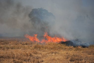 Tropikal Güneydoğu Asya'da. Kuru sezon çiftçilerin pirinç anız yakmak ve pirinç tarlaları saman. Yabani otlar ve zararlıları ortadan kaldırmak için. Çok duman göğe yükselmeye neden. Sera etkisi ve küresel ısınma nedenlerinden biri.