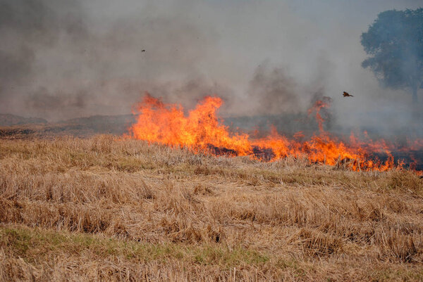 In the tropical Southeast Asia. In the dry season Farmers burn rice stubble and hay in rice fields. To eliminate weeds and pests. Cause many smoke to rise to the sky. One of the causes of greenhouse effect and global warming.