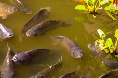 Gıda Sanayi Tilapia tarım havuzları ile yeşil su.