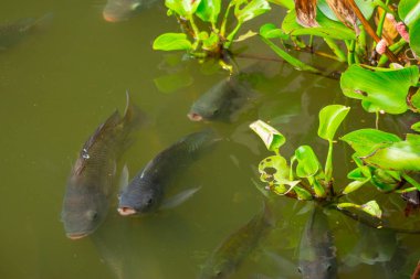 Gıda Sanayi Tilapia tarım havuzları ile yeşil su.