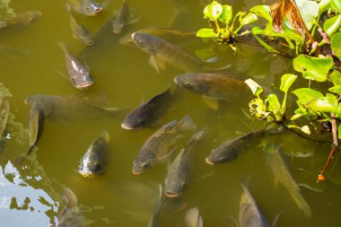 Gıda Sanayi Tilapia tarım havuzları ile yeşil su.