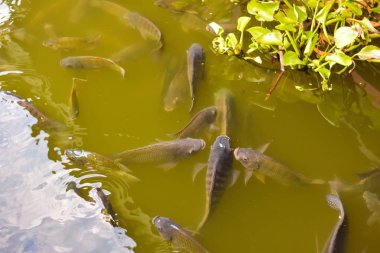 Gıda Sanayi Tilapia tarım havuzları ile yeşil su.