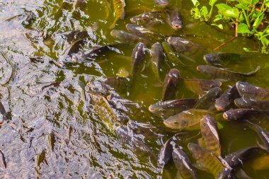 Gıda Sanayi Tilapia tarım havuzları ile yeşil su.