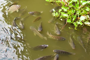 Gıda Sanayi Tilapia tarım havuzları ile yeşil su.