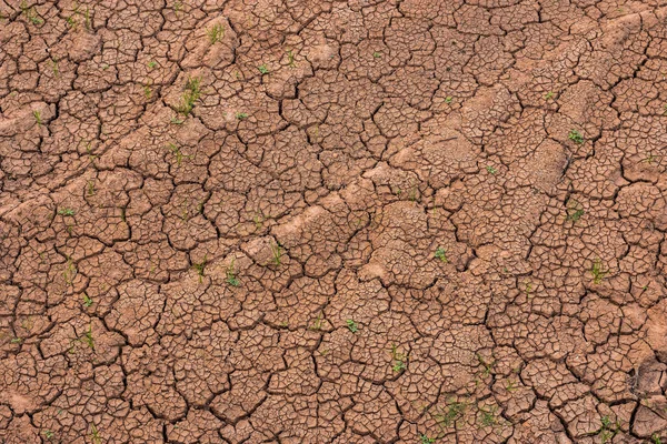 Terra Está Rachada Por Causa Seca Verão Aquecimento Global Efeito — Fotografia de Stock