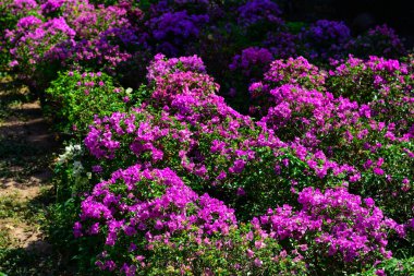 Güneşte mor çiçekler açan.