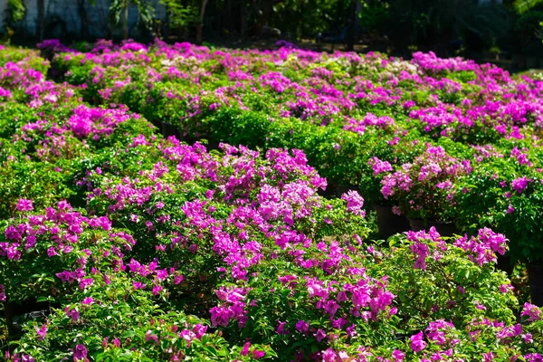 Flores Púrpuras Florecen Sol — Foto de Stock