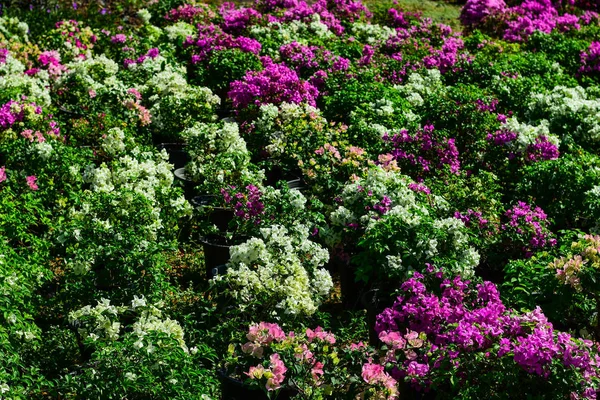 Flores Púrpuras Florecen Sol — Foto de Stock