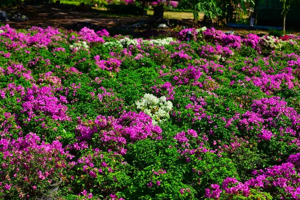 Flores Púrpuras Florecen Sol — Foto de Stock