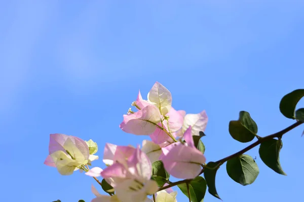 紫色的花朵在阳光下绽放 — 图库照片