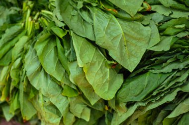 Taze tütün yapraklarının güneşte tutulması Sigaraya işlenecek nem için kurutma