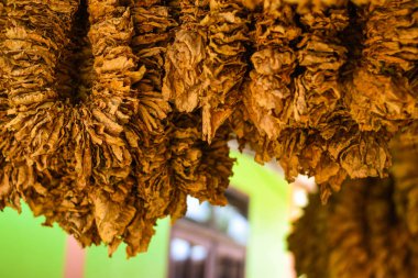 Taze tütün yapraklarının güneşte tutulması Sigaraya işlenecek nem için kurutma