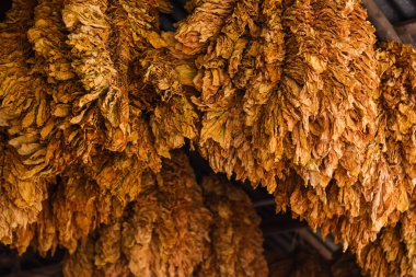 Taze tütün yapraklarının güneşte tutulması Sigaraya işlenecek nem için kurutma