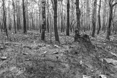 Yangın, karışık yaprak döken orman, yaprak döken orman, Tayland kuru sezonda kuru dökmeyen orman, Laos, Myanmar, Malezya, Endonezya, Vietnam, Kamboçya