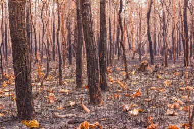 Yangın, karışık yaprak döken orman, yaprak döken orman, Tayland kuru sezonda kuru dökmeyen orman, Laos, Myanmar, Malezya, Endonezya, Vietnam, Kamboçya