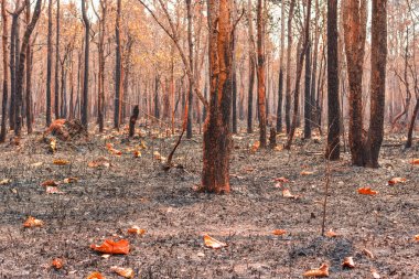Yangın, karışık yaprak döken orman, yaprak döken orman, Tayland kuru sezonda kuru dökmeyen orman, Laos, Myanmar, Malezya, Endonezya, Vietnam, Kamboçya