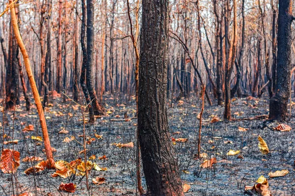 Fire, mixed deciduous forest, deciduous forest, dry evergreen forest in the dry season in Thailand, Laos, Myanmar, Malaysia, Indonesia, Vietnam, Cambodia