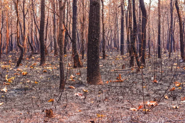 Fire, mixed deciduous forest, deciduous forest, dry evergreen forest in the dry season in Thailand, Laos, Myanmar, Malaysia, Indonesia, Vietnam, Cambodia