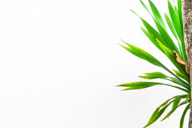 Japon cycad yaprakları, ince ve keskin ve beyaz arka plan yeşil yaprakları.