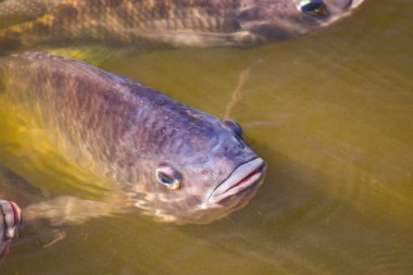 Tilapia, tatlı su balıkları, toprakta ve kafeslerde iyi yetiştirilebilen ekonomik balıklar