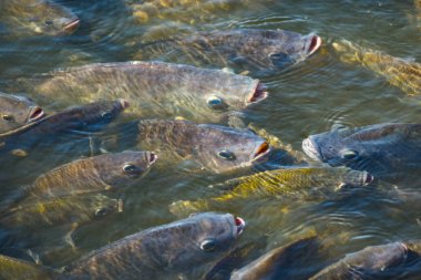 Tilapia, tatlı su balıkları, toprakta ve kafeslerde iyi yetiştirilebilen ekonomik balıklar