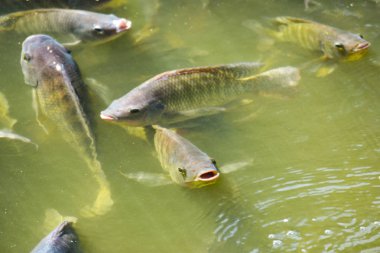 Tilapia, tatlı su balıkları, toprakta ve kafeslerde iyi yetiştirilebilen ekonomik balıklar