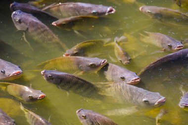 Tilapia, tatlı su balıkları, toprakta ve kafeslerde iyi yetiştirilebilen ekonomik balıklar
