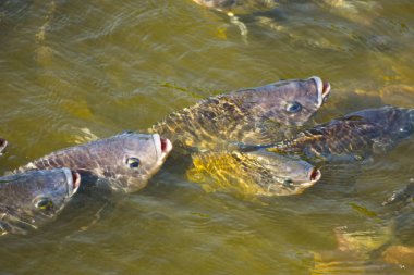 Tilapia, tatlı su balıkları, toprakta ve kafeslerde iyi yetiştirilebilen ekonomik balıklar