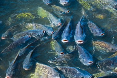Tilapia, tatlı su balıkları, toprakta ve kafeslerde iyi yetiştirilebilen ekonomik balıklar