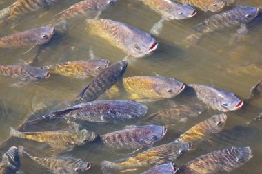 Tilapia, tatlı su balıkları, toprakta ve kafeslerde iyi yetiştirilebilen ekonomik balıklar