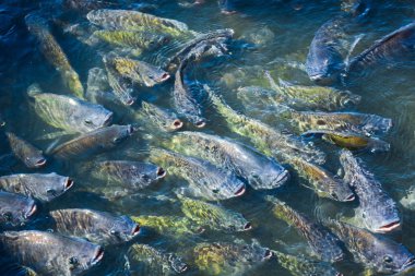 Tilapia, tatlı su balıkları, toprakta ve kafeslerde iyi yetiştirilebilen ekonomik balıklar