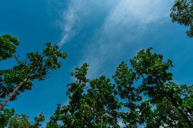 Güneydoğu Asya'da Dipterocarp orman ve tropikal yaprak döken orman Yağmur Ormanları, Myanmar, Laos, Tayland, Kamboçya, Vietnam