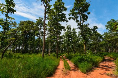 Güneydoğu Asya'da Dipterocarp orman ve tropikal yaprak döken orman Yağmur Ormanları, Myanmar, Laos, Tayland, Kamboçya, Vietnam