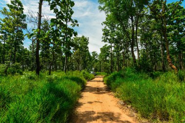 Güneydoğu Asya'da Dipterocarp orman ve tropikal yaprak döken orman Yağmur Ormanları, Myanmar, Laos, Tayland, Kamboçya, Vietnam