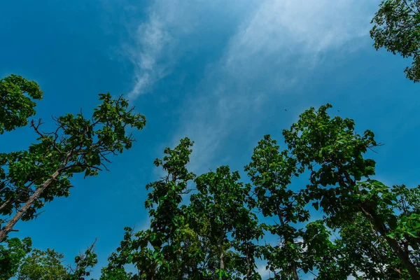 Dipterocarp forest and tropical deciduous forest Rainforest in Southeast Asia, Myanmar, Laos, Thailand, Cambodia, Vietnam