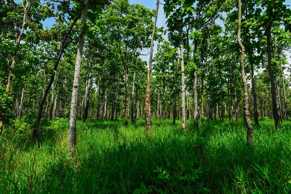 Dipterocarp forest and tropical deciduous forest Rainforest in Southeast Asia, Myanmar, Laos, Thailand, Cambodia, Vietnam