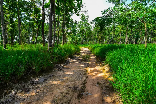 Floresta Dipterocarpo Floresta Tropical Caduca Floresta Tropical Sudeste Asiático Mianmar — Fotografia de Stock