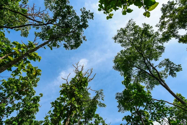 Dipterocarp forest and tropical deciduous forest Rainforest in Southeast Asia, Myanmar, Laos, Thailand, Cambodia, Vietnam