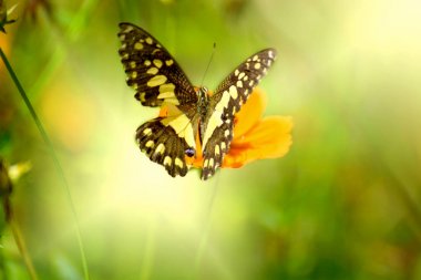 Kelebekler kozmosun çiçekleri, turuncu çiçeklerle tozlanır..