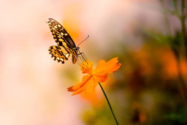 Les Papillons Sont Pollinisés Avec Des Fleurs Cosmos Des Fleurs — Photo
