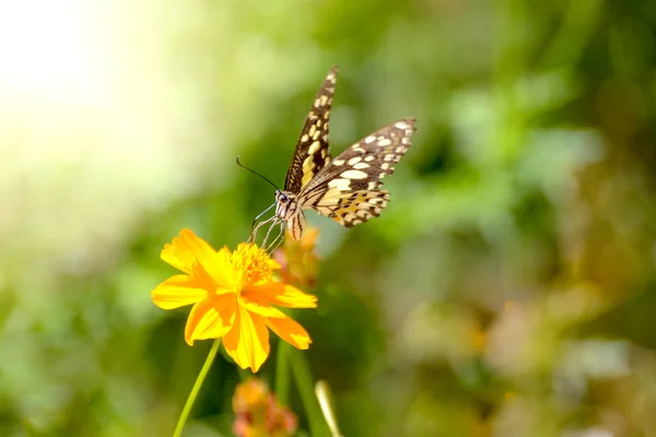 Les Papillons Sont Pollinisés Avec Des Fleurs Cosmos Des Fleurs — Photo