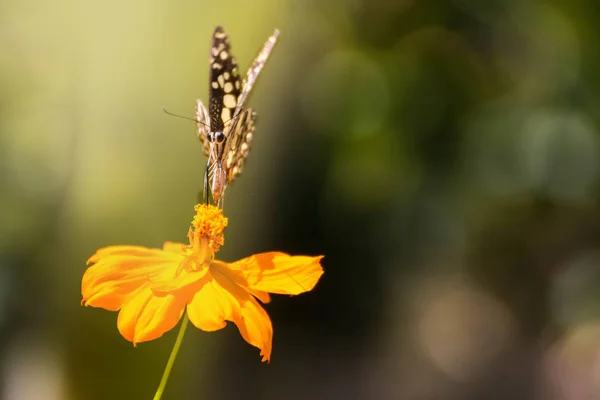 Borboletas São Polinizadas Com Flores Cosmos Flores Laranja — Fotografia de Stock