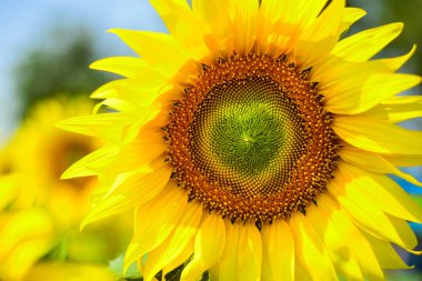 Sarı ayçiçeği üzerinde kalp şekli