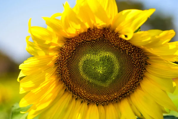 Forma Coração Girassol Amarelo — Fotografia de Stock