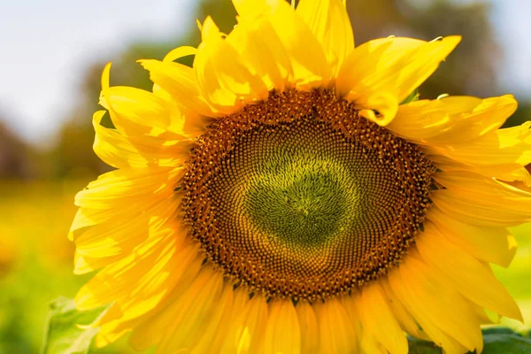 Forma Coração Girassol Amarelo — Fotografia de Stock