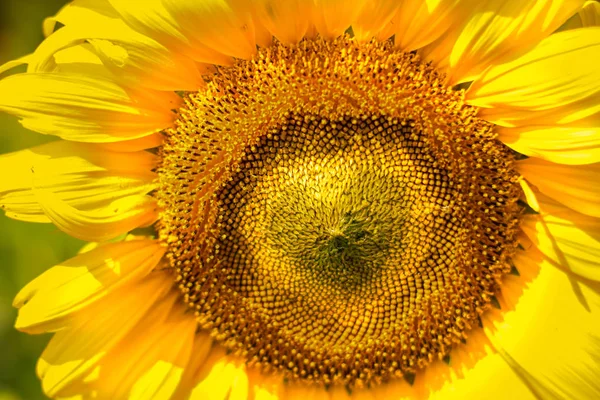 Forma Coração Girassol Amarelo — Fotografia de Stock