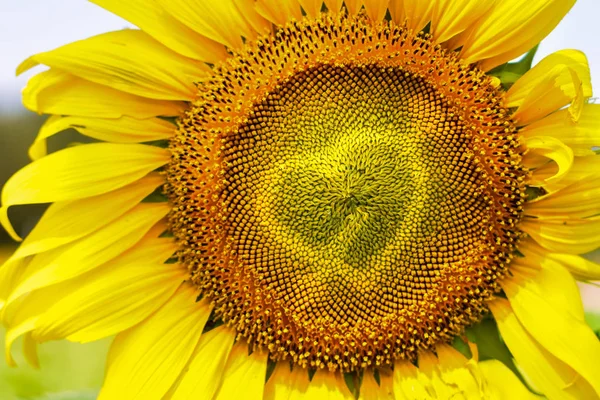 Forma Coração Girassol Amarelo — Fotografia de Stock