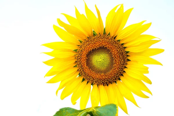 Forma Coração Girassol Amarelo — Fotografia de Stock