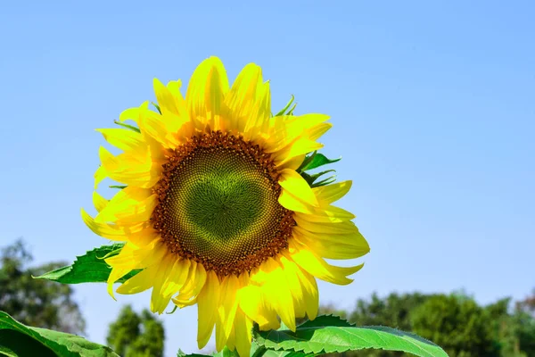 Forma Coração Girassol Amarelo — Fotografia de Stock